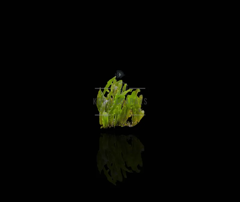 Caulerpa Prolifera